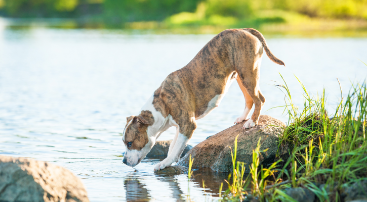 Heartworm Prevention