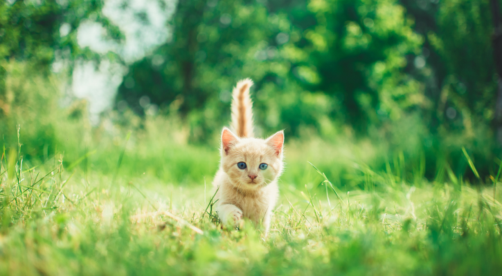 Wellness Care for Kittens